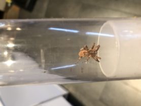 Picture of Zoropsis spp. - Dorsal,Accidental adventive