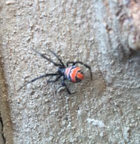 Picture of Latrodectus spp. (Widow Spiders) - Dorsal