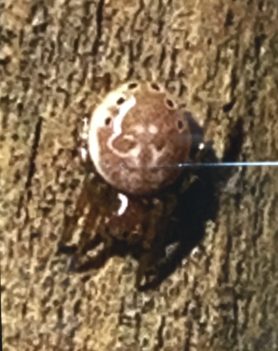Picture of Araniella displicata (Six-spotted Orb-weaver) - Dorsal