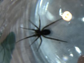 Picture of Steatoda grossa (False Black Widow) - Female - Dorsal