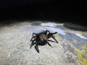 Picture of Eresus spp. (Ladybird Spiders) - Female - Eyes