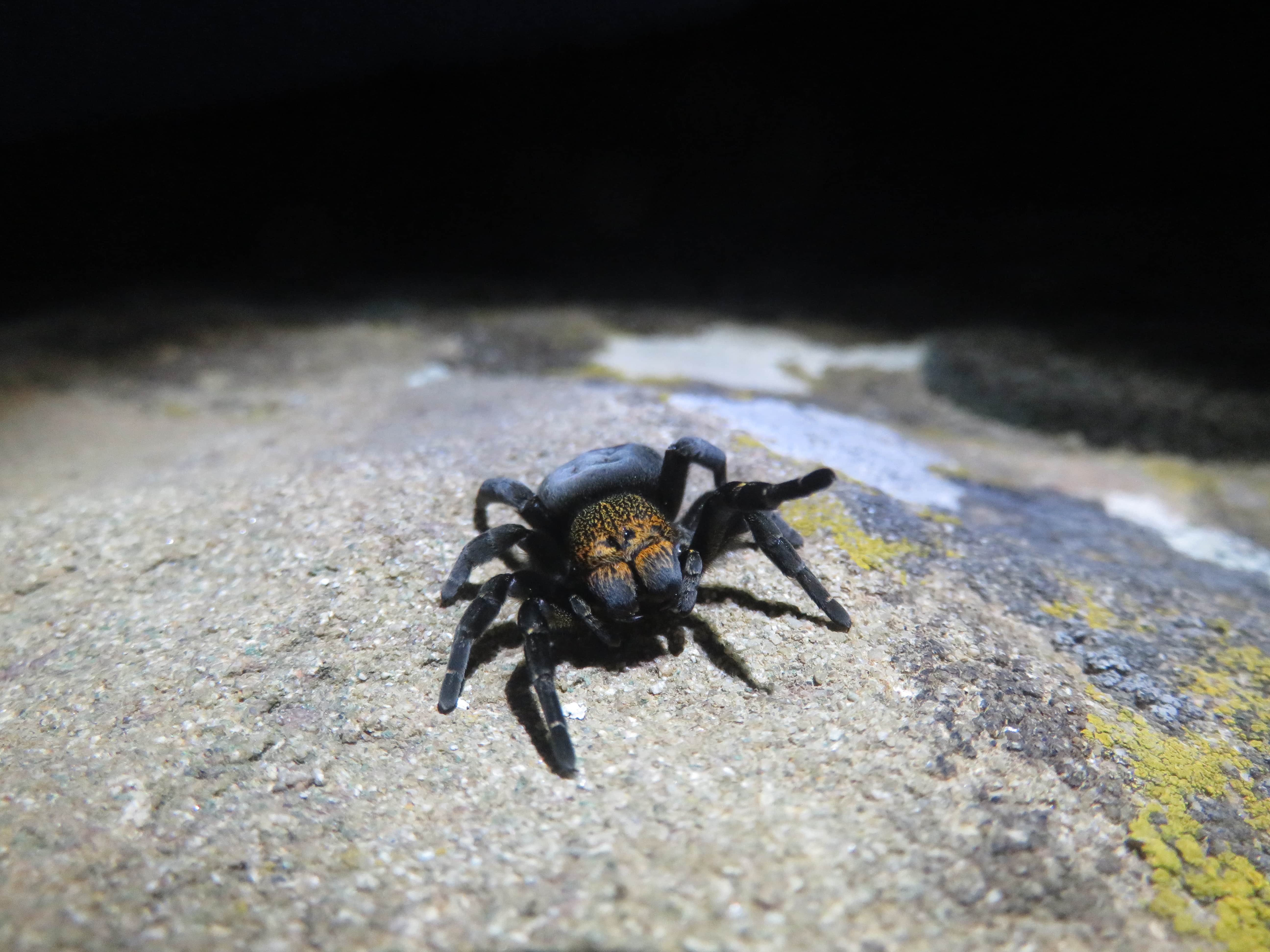 Picture of Eresus (Ladybird Spiders) - Female - Eyes