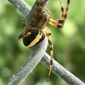 Picture of Neoscona spp. (Spotted Orb-weavers) - Dorsal
