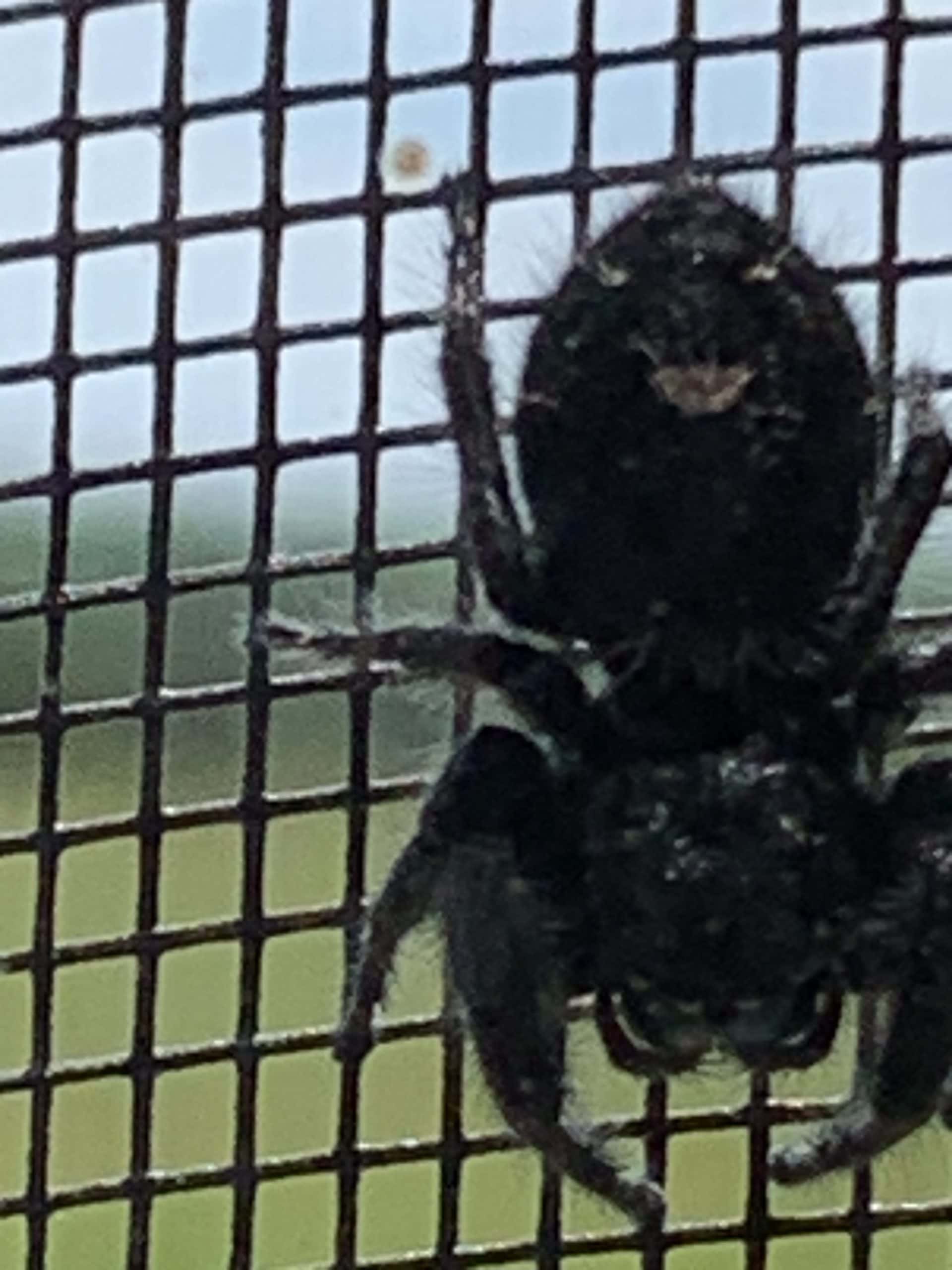 Unidentified spider Buffalo, Dallas County, Missouri United States