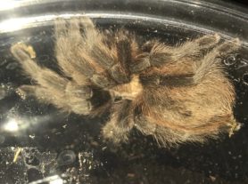Picture of Aphonopelma spp. - Dorsal