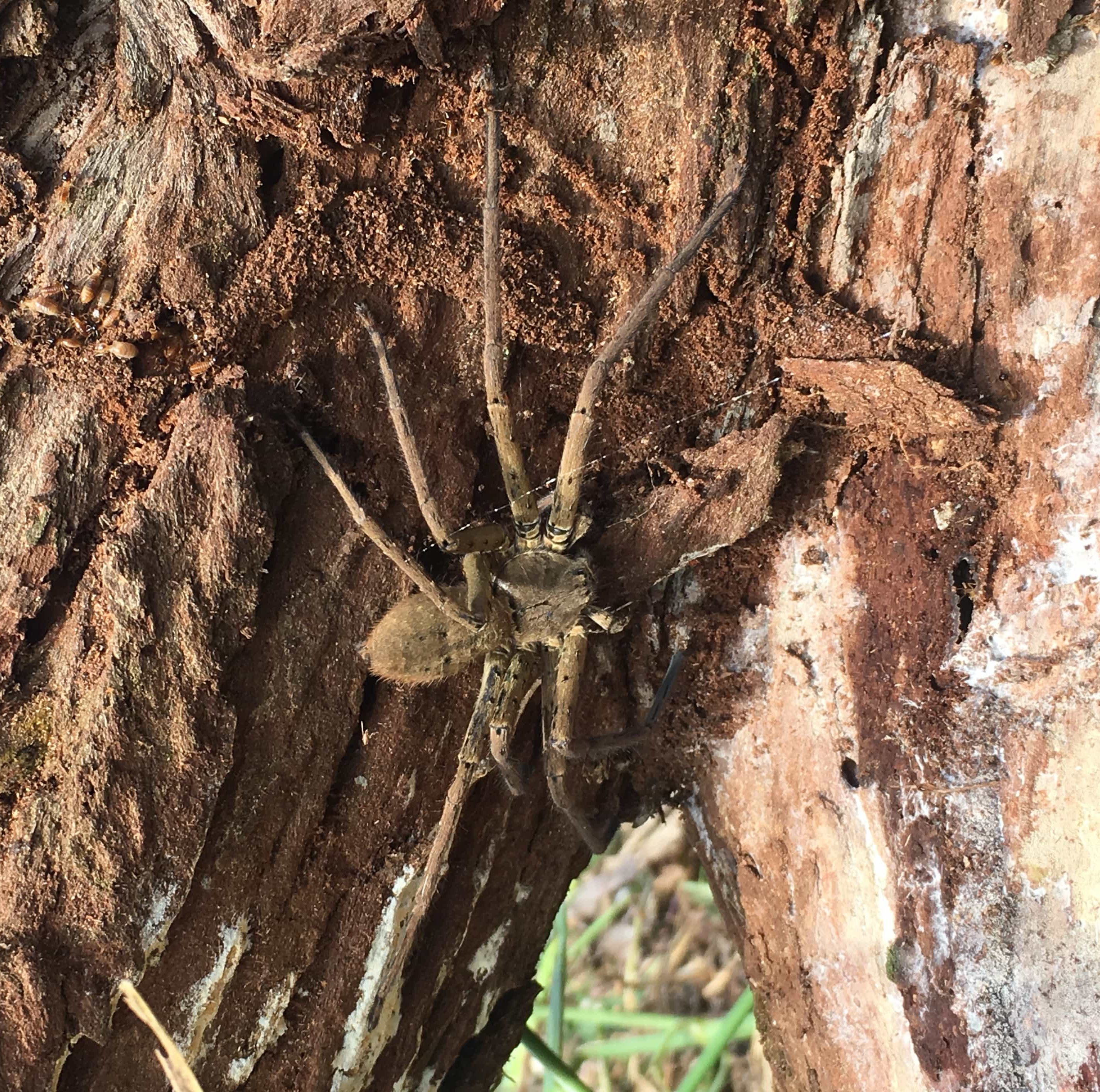 Picture of Heteropoda venatoria (Huntsman Spider) - Dorsal