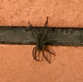 Picture of Lycosidae (Wolf Spiders) - Lateral