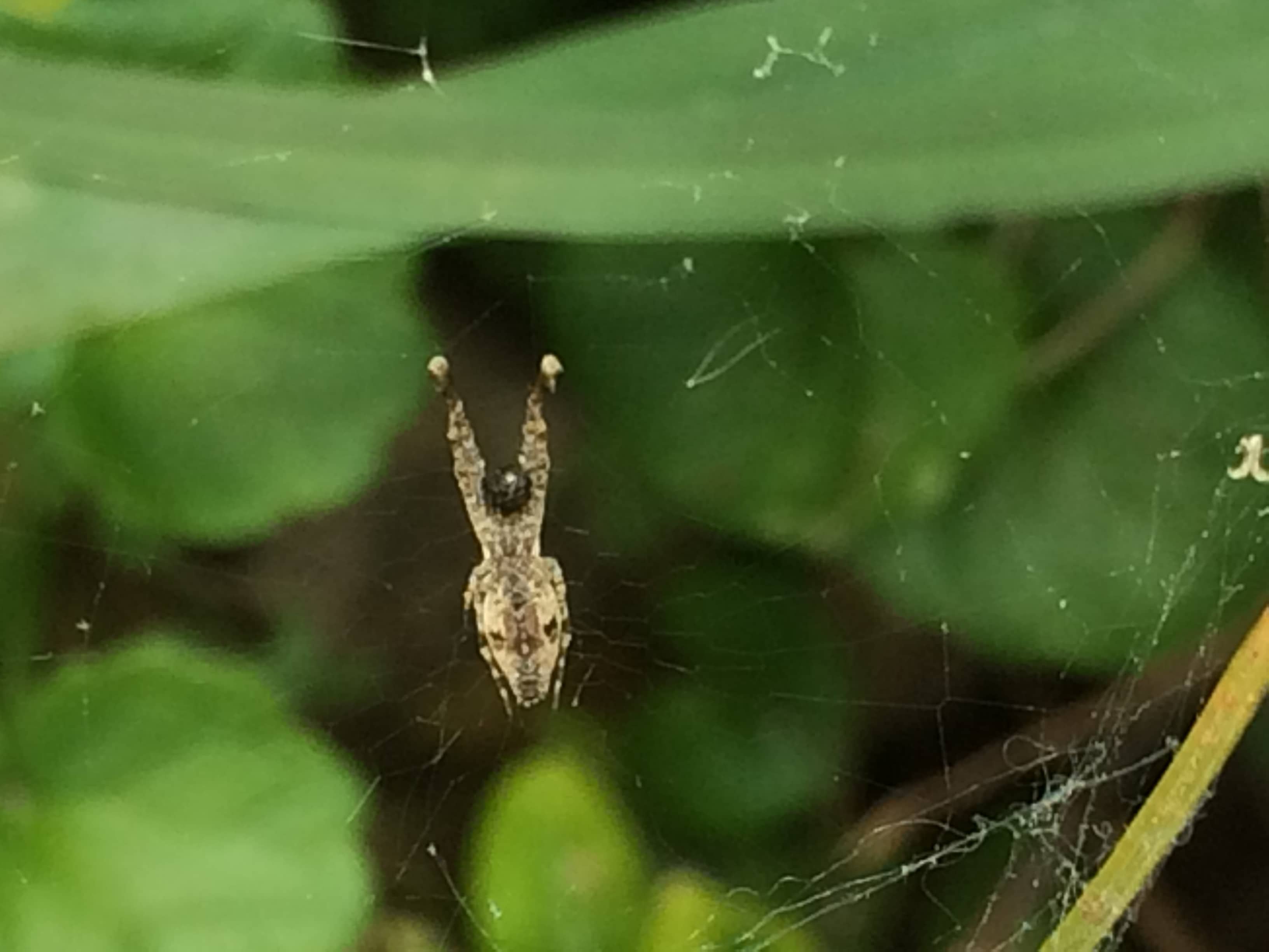 Picture of Uloborus glomosus (Feather-legged Orb-weaver) - Ventral,Webs