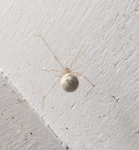 Picture of Cryptachaea gigantipes (White Porch Spider) - Dorsal