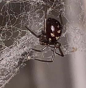 Picture of Steatoda grossa (False Black Widow) - Lateral,Webs