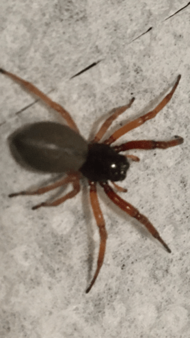 Picture of Trachelas tranquillus (Broad-faced Sac Spider) - Dorsal