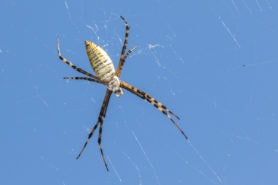 Picture of Argiope trifasciata (Banded Garden Spider) - Female - Dorsal