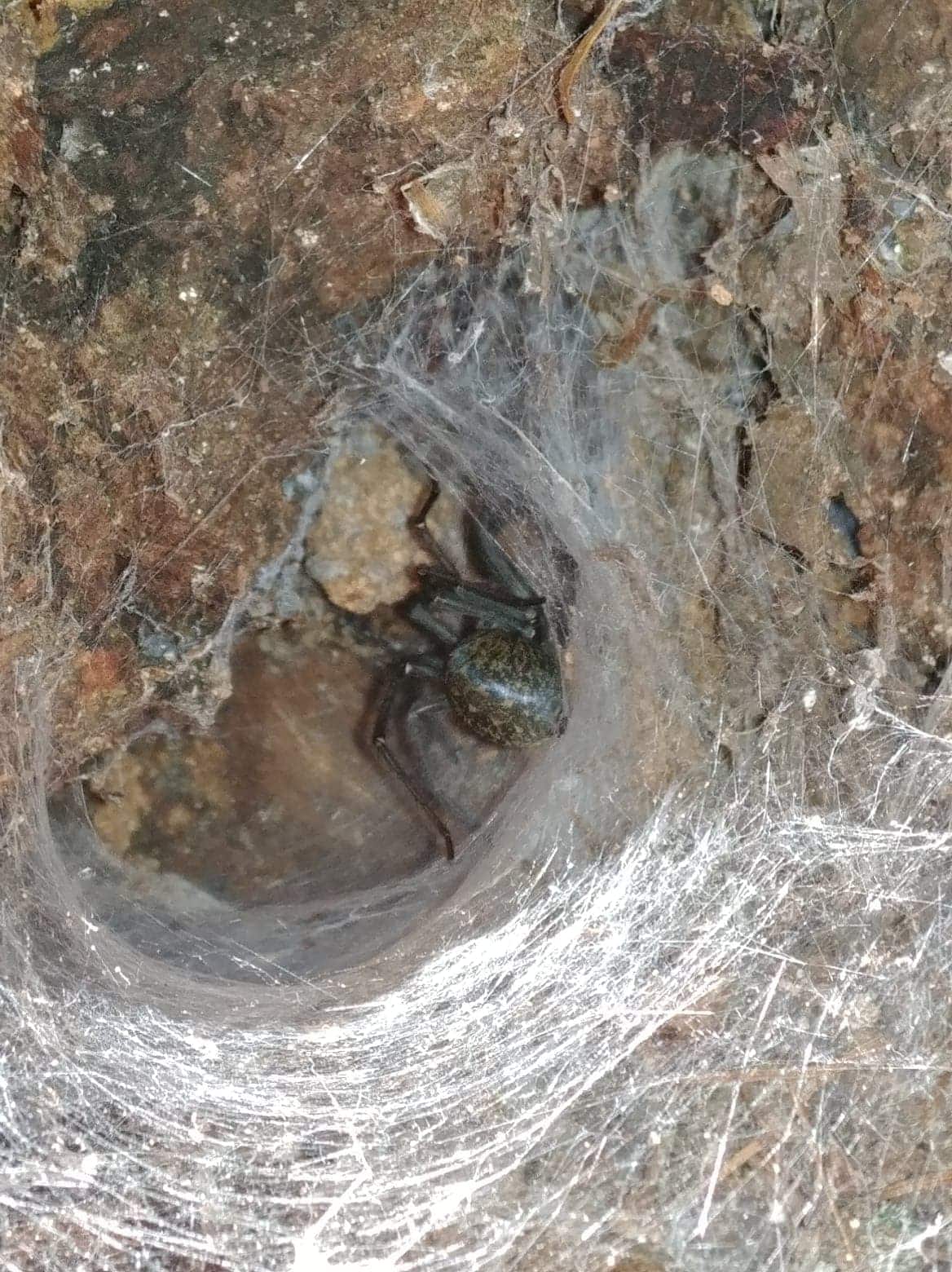 Picture of Eratigena duellica (Giant House Spider) - Dorsal,Webs