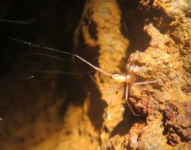 Picture of Troglohyphantes spp. - Webs