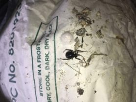 Picture of Steatoda grossa (False Black Widow) - Female - Dorsal,Egg sacs,Prey