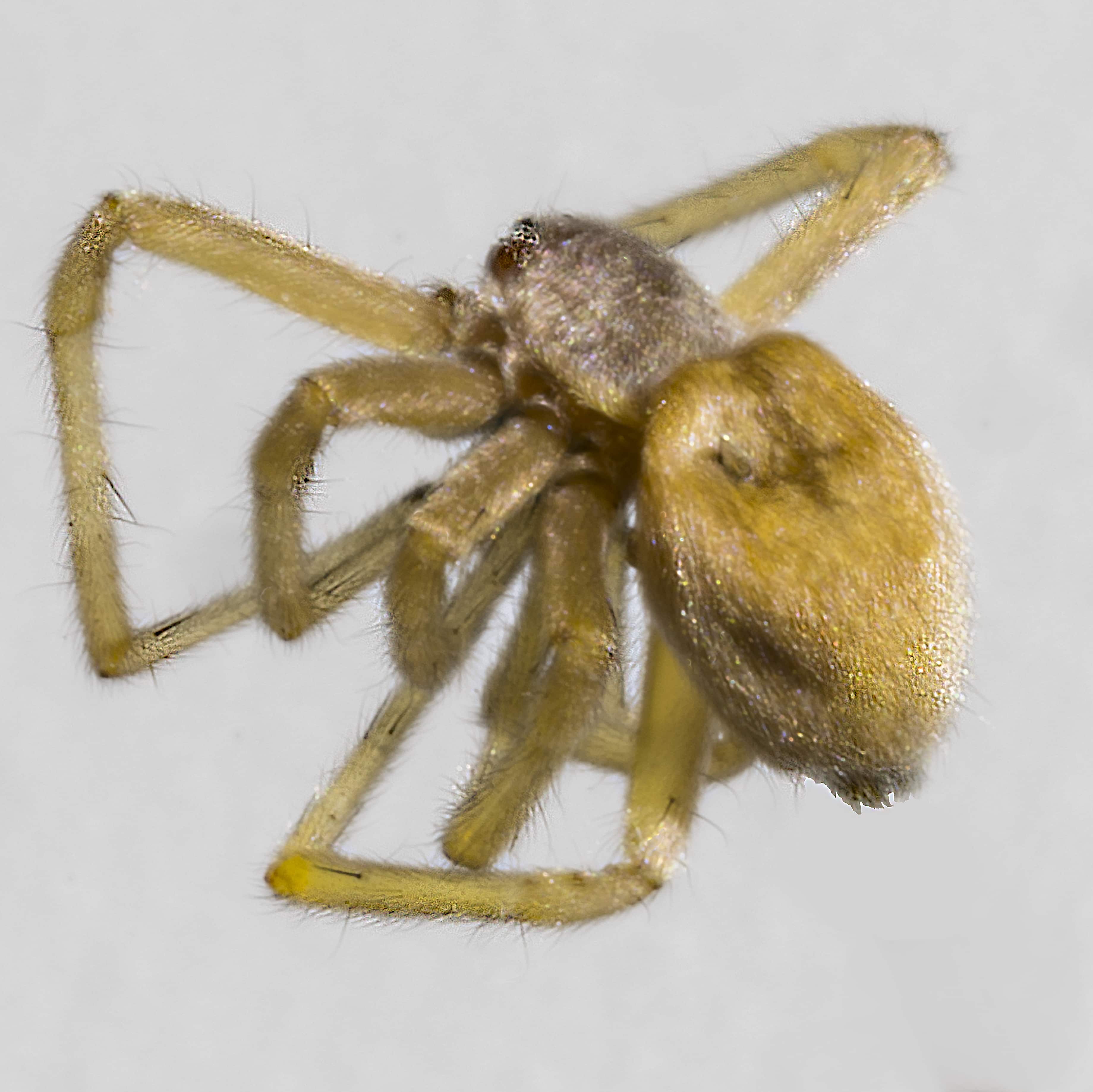 Picture of Cheiracanthium mildei (Long-legged Sac Spider) - Lateral