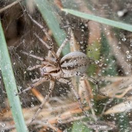 Featured spider picture of Agelena labyrinthica (Labyrinth Spider)