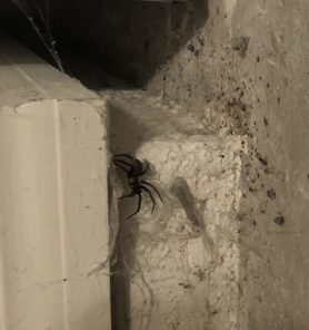 Picture of Kukulcania hibernalis (Southern House Spider) - Female - Lateral,Webs