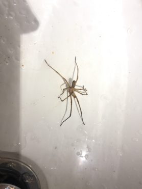 Picture of Kukulcania hibernalis (Southern House Spider) - Male - Lateral