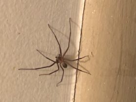 Picture of Loxosceles spp. (Recluse Spiders) - Male - Dorsal