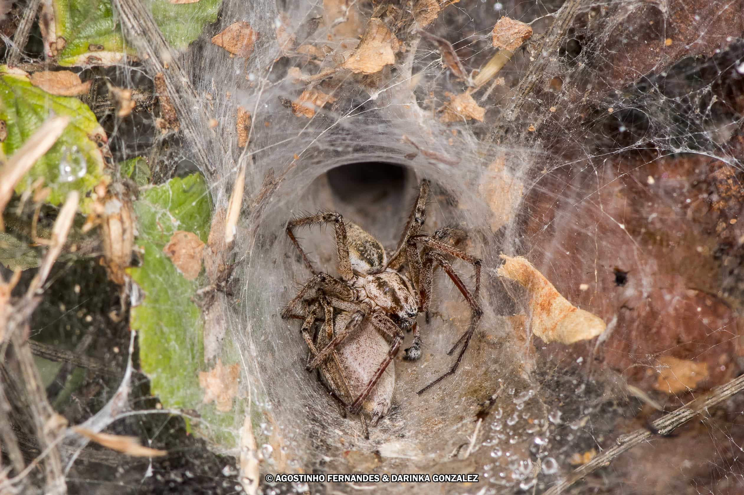Picture of Agelena labyrinthica (Labyrinth Spider) - Male,Female - Lateral,Webs