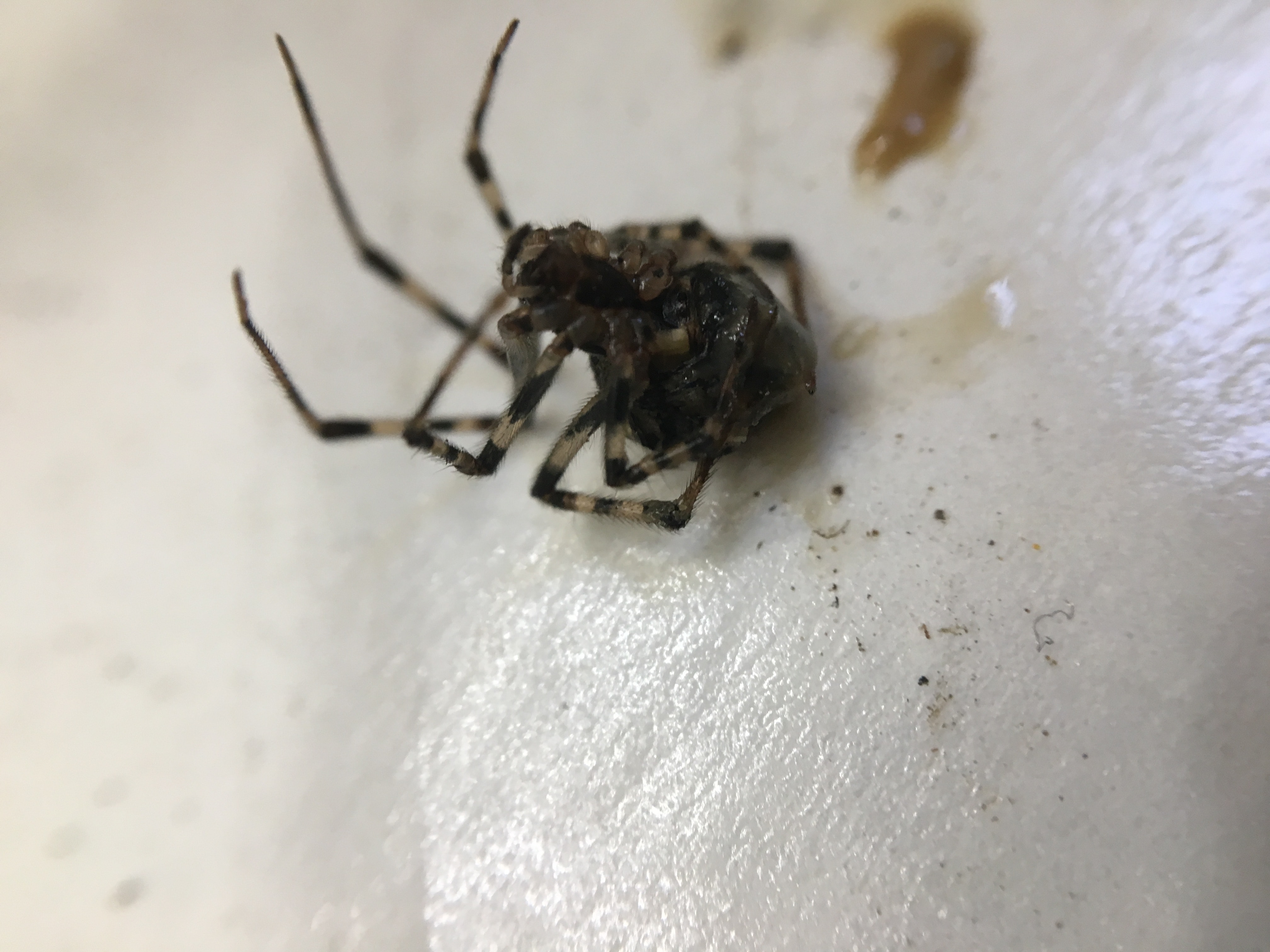 Picture of Parasteatoda tepidariorum (Common House Spider) - Female - Ventral