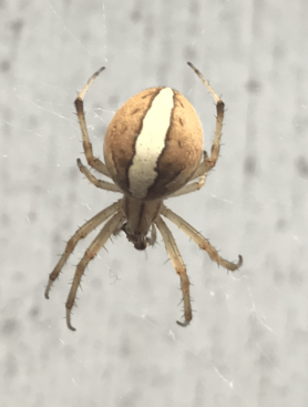 Featured spider picture