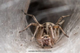 Picture of Agelena labyrinthica (Labyrinth Spider) - Female - Eyes