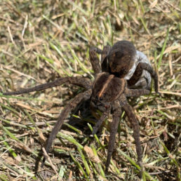 Featured spider picture of Tigrosa georgicola