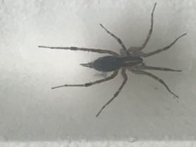 Picture of Agelenopsis spp. (Grass Spiders) - Dorsal