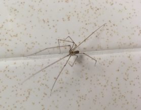 Picture of Pholcus phalangioides (Long-bodied Cellar Spider) - Dorsal