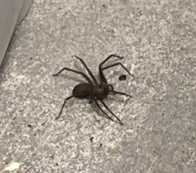 Picture of Loxosceles reclusa (Brown Recluse) - Lateral
