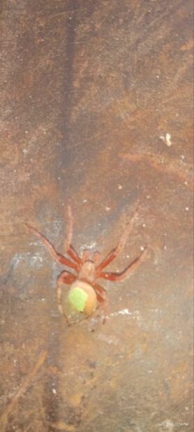 Picture of Eriophora ravilla (Tropical Orb-weaver) - Male