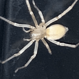 Featured spider picture of Cheiracanthium mildei (Long-legged Sac Spider)