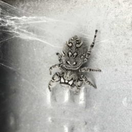 Featured spider picture of Phidippus mystaceus