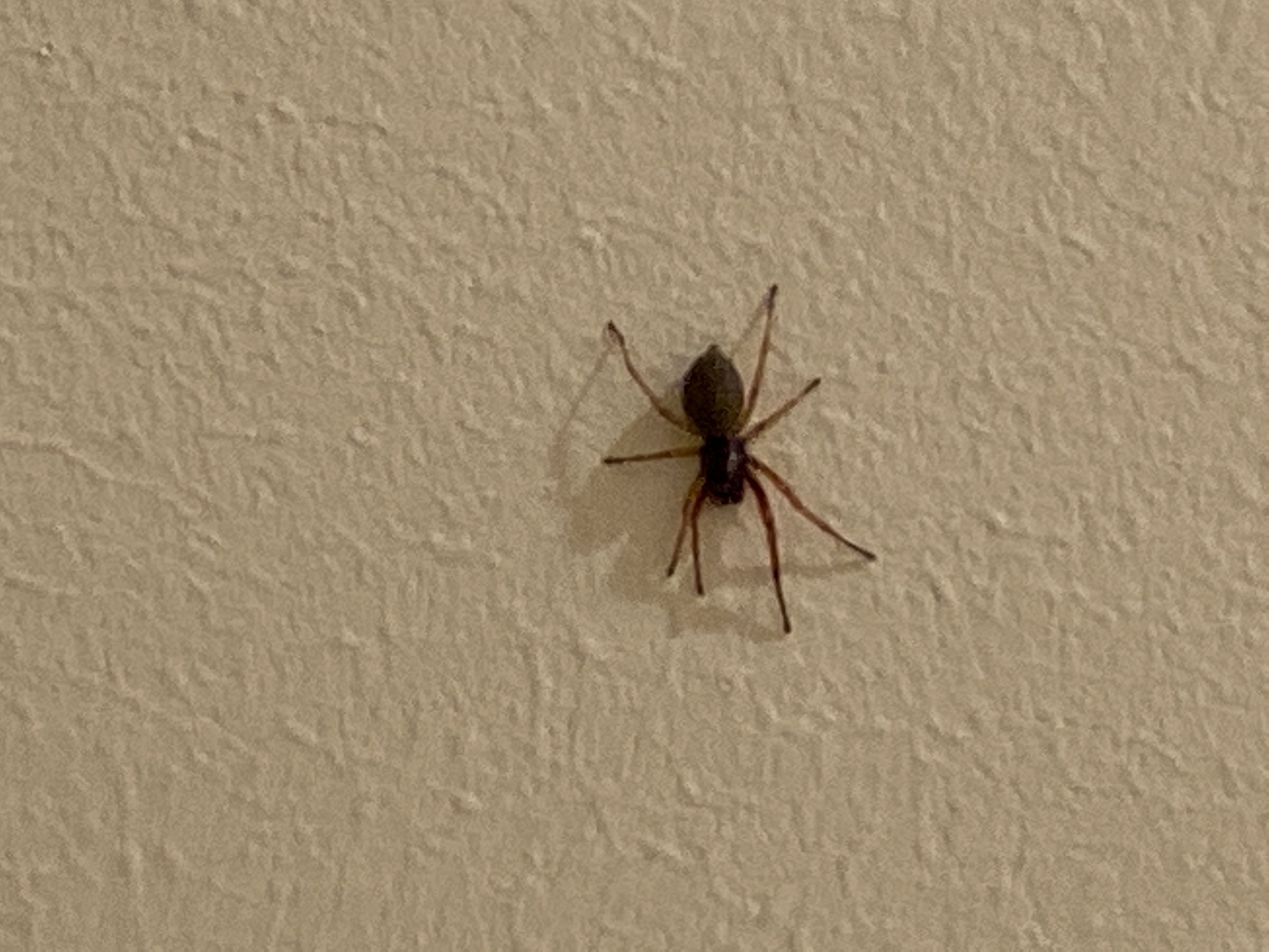Unidentified spider in Massachusetts United States