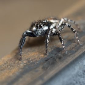 Picture of Anasaitis canosa (Twin-flagged Jumping Spider) - Eyes