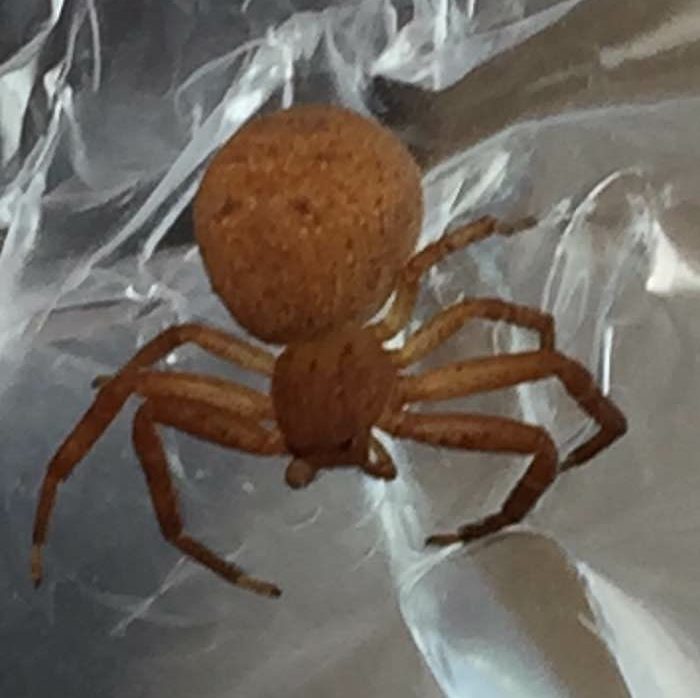 Picture of Xysticus (Ground Crab Spiders) - Dorsal