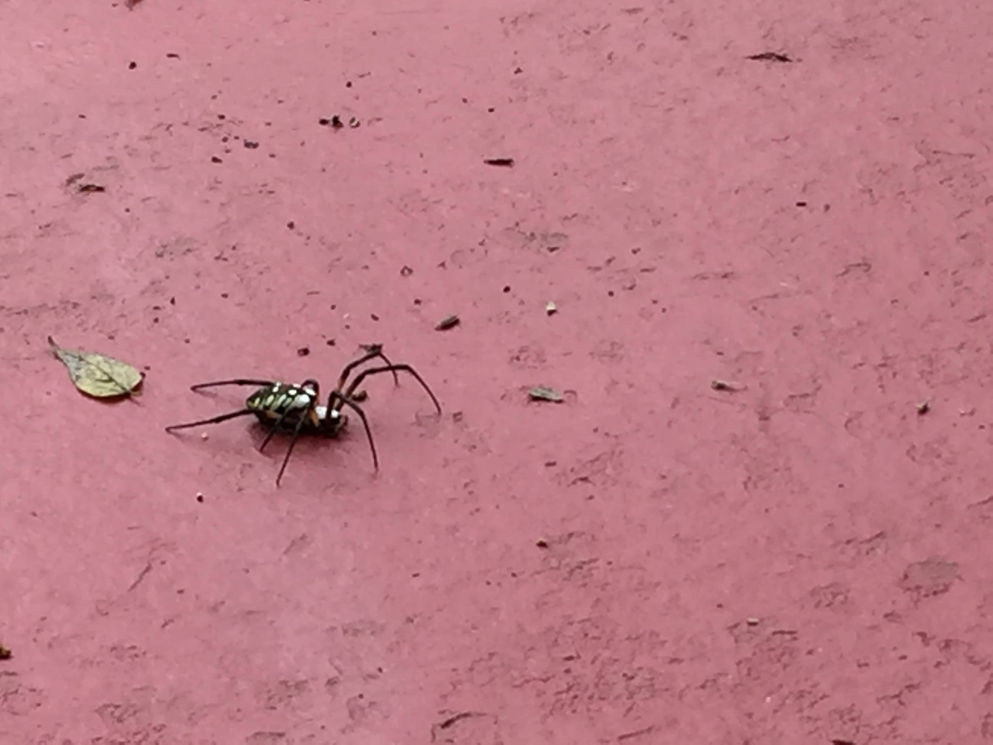 Unidentified spider in Tulsa, Oklahoma United States