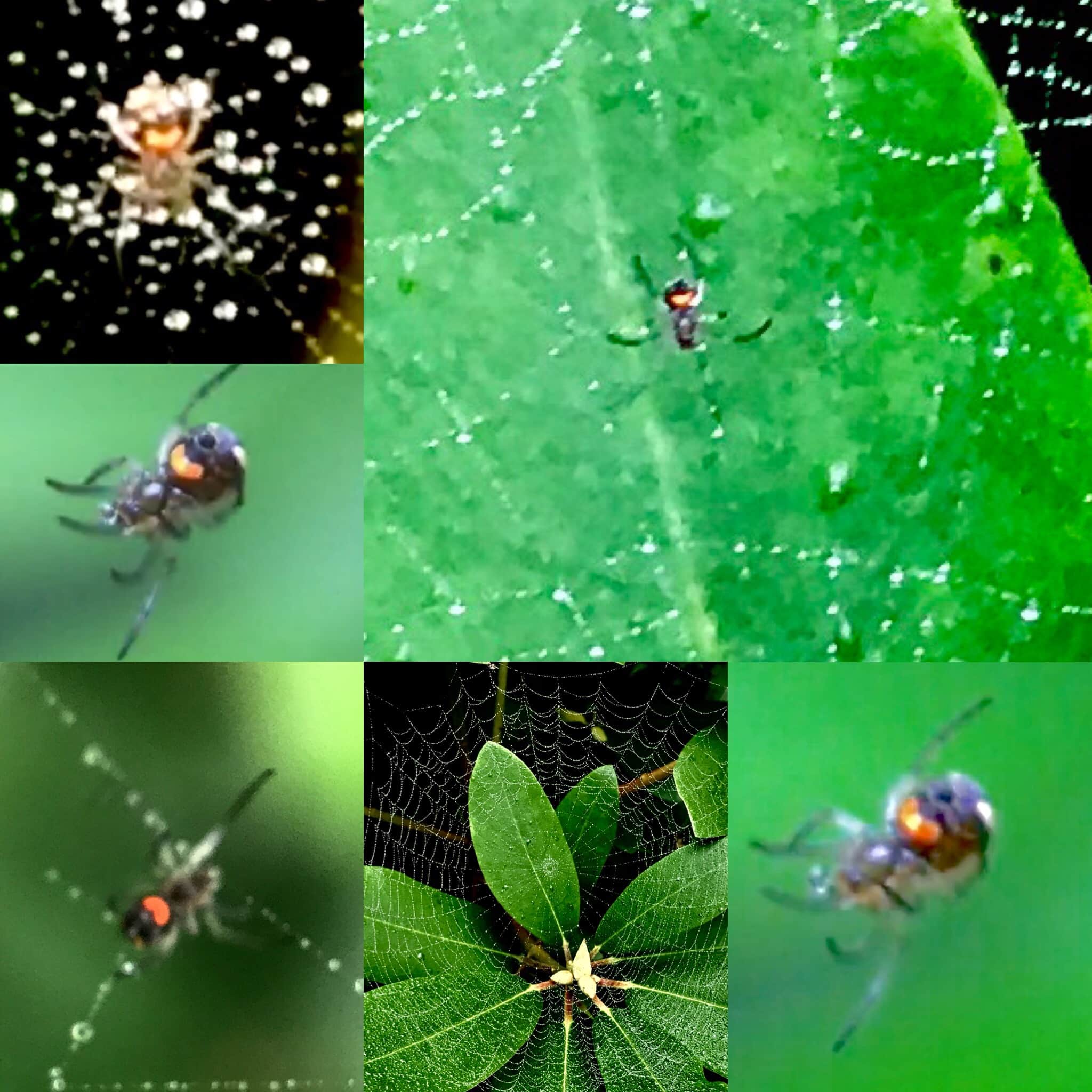 Picture of Leucauge venusta (Orchard Orb-weaver) - Spiderlings,Ventral,Webs