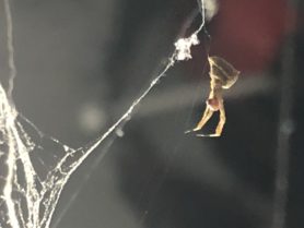 Picture of Uloborus diversus - Lateral,Webs