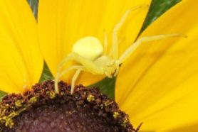 Picture of Thomisidae (Crab Spiders) - Dorsal