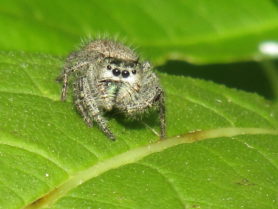 Picture of Phidippus princeps - Eyes