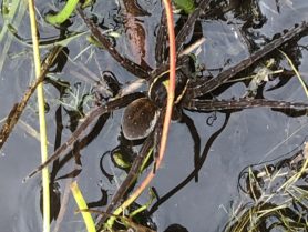 Picture of Dolomedes triton (Six-spotted Fishing Spider) - Dorsal