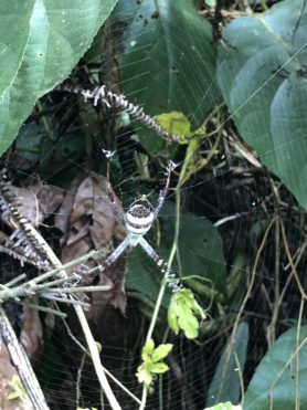Picture of Argiope spp. (Garden Orb-weavers) - Dorsal,Webs