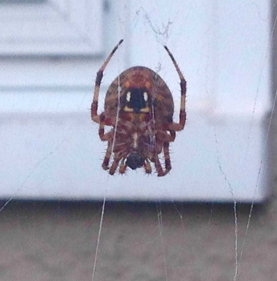 Picture of Neoscona (Spotted Orb-weavers) - Female - Ventral,Webs