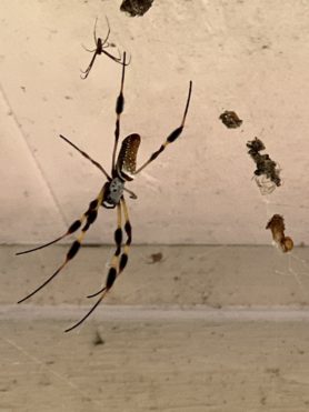 Picture of Trichonephila clavipes (Golden Silk Orb-weaver) - Male,Female