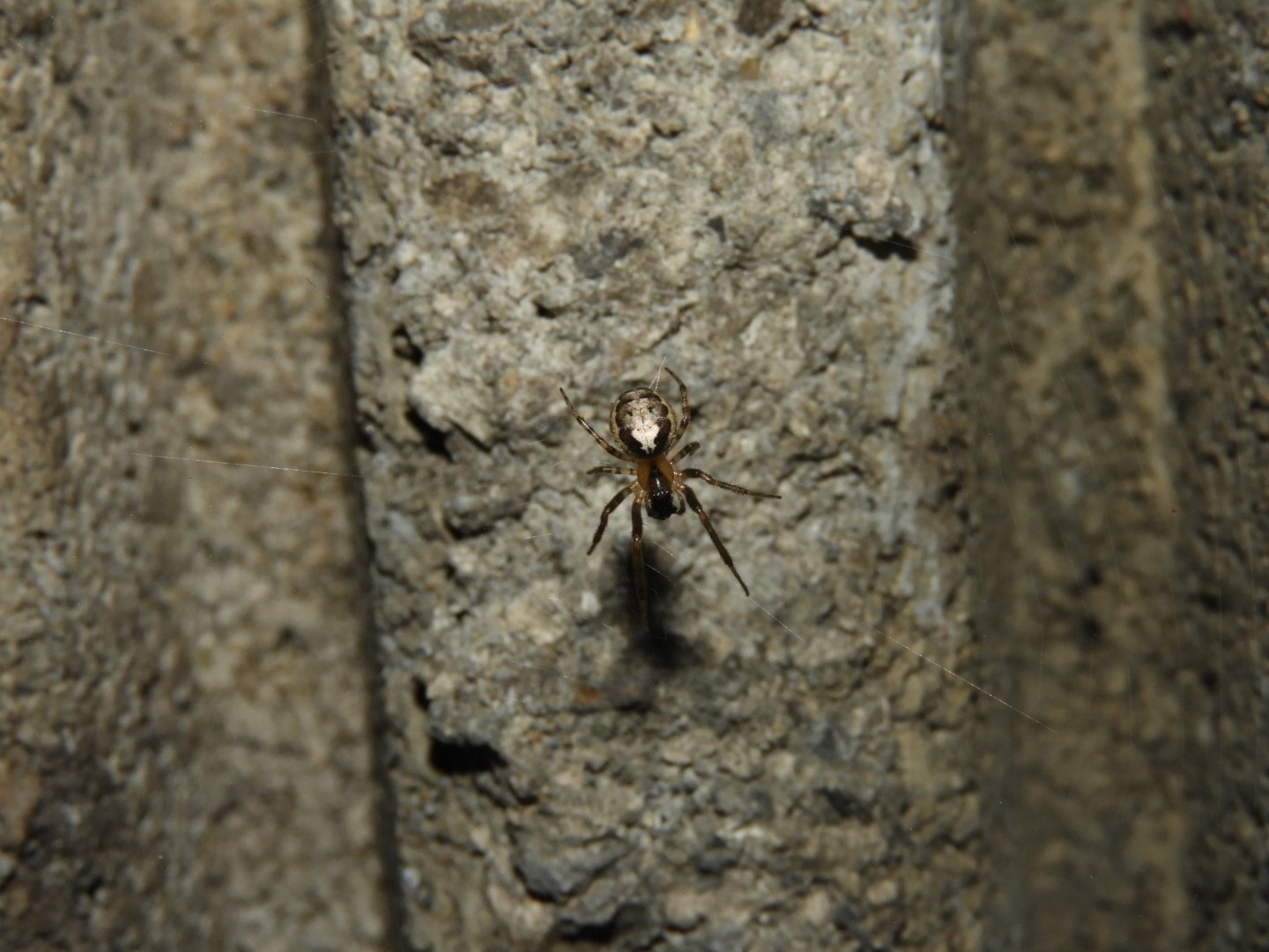 Picture of Zygiella x-notata (Missing Sector Orb-weaver) - Dorsal