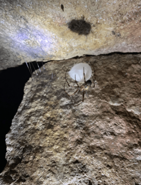 Picture of Meta ovalis (Cave Orb-weaver) - Female - Dorsal,Egg sacs,Webs