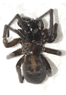 Picture of Amaurobius ferox (Black Lace-Weaver) - Dorsal